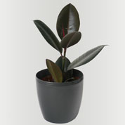 caoutchouc -ficus elastica- cache pot anthracite
